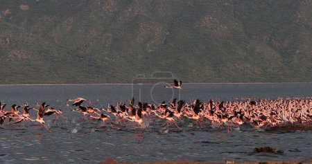 Foto de Flamenco Menor, phoenicopterus minor, Grupo en Vuelo, Despegue del Agua, Colonia en el Lago Bogoria en Kenia - Imagen libre de derechos