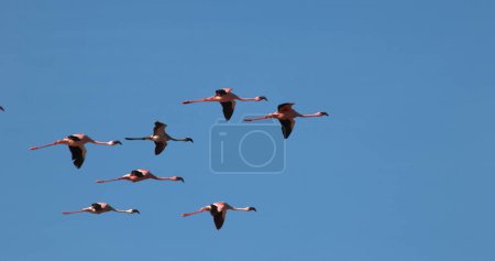 Téléchargez les photos : Petit Flamant rose, phoenicopterus minor, Groupe en vol, Décollage de l'eau, Colonie au lac Bogoria au Kenya - en image libre de droit