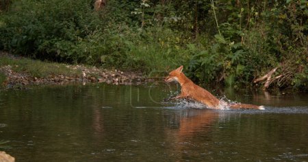 Téléchargez les photos : Renard roux, vulpes vulpes, Traversée de la rivière Adulte, Normandie en France - en image libre de droit