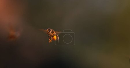 Photo for |European Honey Bee, apis mellifera, Black Bee in Flight, Return to the Hive with Balls Loaded with Pollen, Normandiy in France - Royalty Free Image