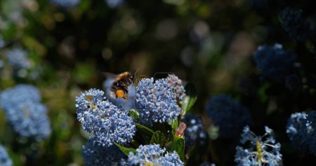 Téléchargez les photos : Buff-tailed Bumble Bee, Bombus Terrestris, qui porte une fleur Ceanothe, Jambes chargées de pollen, Pollinisation Act, Normandie - en image libre de droit