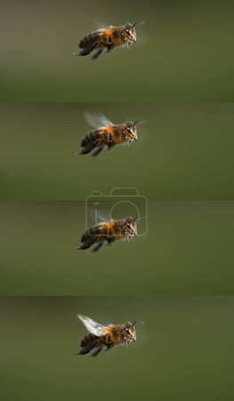 Photo for |European Honey Bee, apis mellifera, black Bee in Flight, Normandy - Royalty Free Image