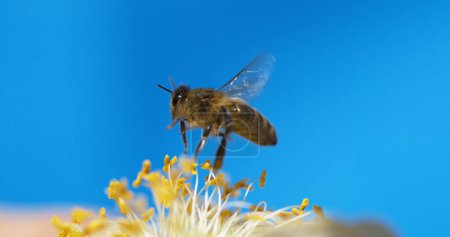 Téléchargez les photos : Abeille à miel européenne, apis mellifera, abeille noire en vol, Normandie - en image libre de droit