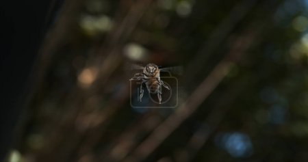 Foto de Abeja mielera europea, apis mellifera, abeja negra en vuelo, Normandía - Imagen libre de derechos