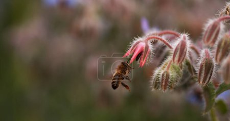 Foto de Abeja Miel Europea, apis mellifera, Abeja alimentando una flor de borraja, Insecto en vuelo, Ley de Polinización, Normandía - Imagen libre de derechos
