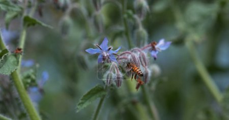Foto de Abeja Miel Europea, apis mellifera, Abeja alimentando una flor de borraja, Insecto en vuelo, Ley de Polinización, Normandía - Imagen libre de derechos