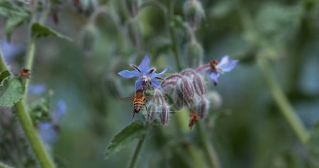 Téléchargez les photos : Abeille domestique européenne, apis mellifera, Abeille butinant une fleur de bourrache, Insecte en fuite, Loi sur la pollinisation, Normandie - en image libre de droit