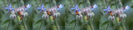 Téléchargez les photos : Abeille domestique européenne, apis mellifera, Abeille butinant une fleur de bourrache, Insecte en fuite, Loi sur la pollinisation, Normandie - en image libre de droit