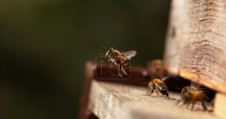 Téléchargez les photos : Abeille domestique européenne, apis mellifera, Abeilles qui vont à la ruche, Insectes en fuite, Retour de bottes,, Abeille ruche en Normandie - en image libre de droit