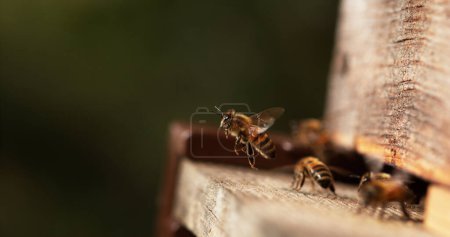 Téléchargez les photos : Abeille domestique européenne, apis mellifera, Abeilles debout à l'entrée de la ruche, Insecte en fuite, Retour de bottes,, Abeille ruche en Normandie - en image libre de droit