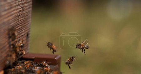 Téléchargez les photos : Abeille domestique européenne, apis mellifera, Abeilles qui vont à la ruche, Insectes en fuite, Retour de bottes,, Abeille ruche en Normandie - en image libre de droit
