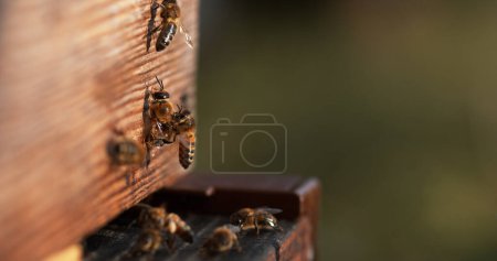 Foto de Abeja de miel europea, apis mellifera, Abejas de pie en la entrada de la colmena, Insectos en vuelo, Retorno de la bota, Colmena de abejas en Normandía - Imagen libre de derechos