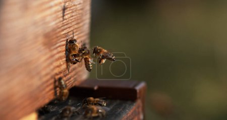 Foto de Abeja de miel europea, apis mellifera, Abejas que van a la colmena, Insectos en vuelo, Retorno de la bota,, Colmena de abejas en Normandía - Imagen libre de derechos