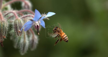 Photo for European Honey Bee, apis mellifera, Bee foraging a borage Flower, Insect in Flight, Pollination Act, Normandy, - Royalty Free Image