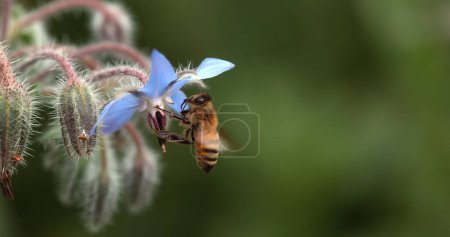 Téléchargez les photos : Abeille domestique européenne, apis mellifera, Abeille butinant une fleur de bourrache, Insecte en fuite, Loi sur la pollinisation, Normandie, - en image libre de droit