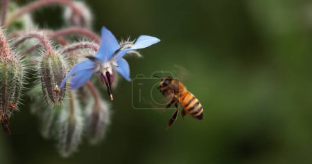 Foto de Abeja Miel Europea, apis mellifera, Abeja alimentando una flor de borraja, Insecto en vuelo, Ley de Polinización, Normandía, - Imagen libre de derechos