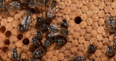 Téléchargez les photos : Abeille à miel européenne, apis mellifera, Abeilles noires sur un rayon sauvage, couvée, ruche d'abeilles en Normandie - en image libre de droit