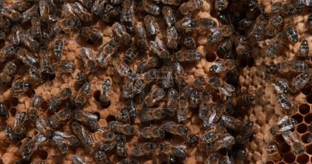 Téléchargez les photos : Abeille à miel européenne, apis mellifera, Abeilles noires sur un rayon sauvage, couvée, ruche d'abeilles en Normandie - en image libre de droit