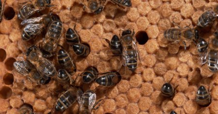 Foto de Abeja mielera europea, apis mellifera, abejas negras en un rayo salvaje, cría, colmena de abejas en Normandía - Imagen libre de derechos