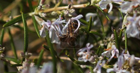 Téléchargez les photos : Abeille à miel européenne, apis mellifera, Abeille cherchant une fleur de romarin, Loi sur la pollinisation, Normandie - en image libre de droit