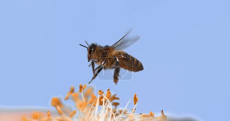 Téléchargez les photos : Abeille à miel européenne, apis mellifera, Abeille en vol, Fleur fourragère, Loi sur la pollinisation, Normandie - en image libre de droit