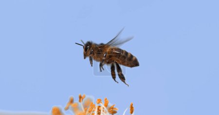 Téléchargez les photos : Abeille à miel européenne, apis mellifera, Abeille en vol, Fleur fourragère, Loi sur la pollinisation, Normandie - en image libre de droit