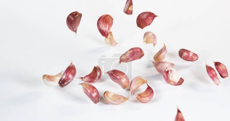 Photo for Garlic, allium savitum, Falling against White Background - Royalty Free Image