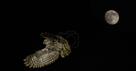 Foto de Pequeño búho, athene noctua, Adulto en vuelo, Luna llena, Normandía en Francia - Imagen libre de derechos