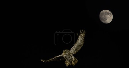 Foto de Pequeño búho, athene noctua, Adulto en vuelo, Luna llena, Normandía en Francia - Imagen libre de derechos