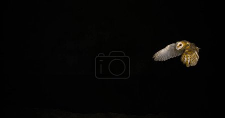 Photo for Barn Owl, tyto alba, Adult in flight, Normandy in France - Royalty Free Image