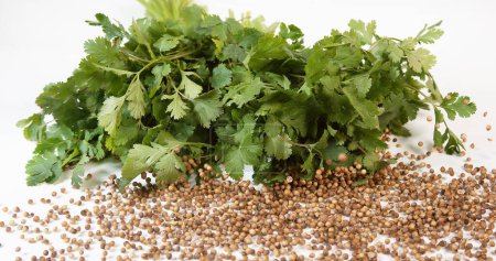 Photo for Coriander, coriandrum sativum, Fresh Herbs and seeds against White Background - Royalty Free Image
