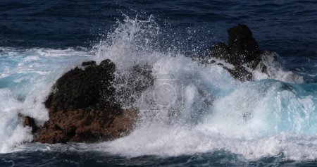 Téléchargez les photos : Crash des vagues sur la côte rocheuse, océan Atlantique, Porto Moniz, île de Madère Portugal - en image libre de droit