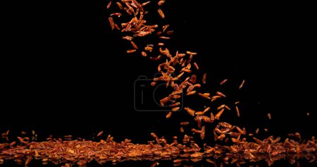 Photo for Cayenne Chili Pepper, capsicum frutescens, spice falling against Black Background - Royalty Free Image