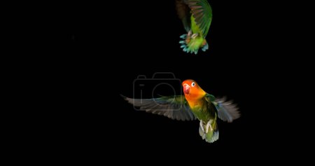 Foto de Amorcito de Fischer, agapornis fischeri, Pareja de pie en la rama, despegando, en vuelo - Imagen libre de derechos