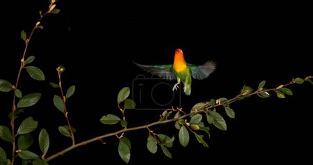 Foto de Inseparable de Fischer, agapornis fischeri, adulto de pie en la rama, despegando, en vuelo - Imagen libre de derechos