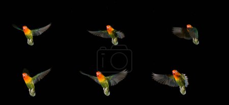 Photo for Fischer's Lovebird, agapornis fischeri, Adult standing on Branch, taking off, in flight - Royalty Free Image