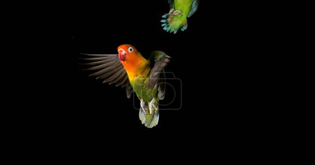 Photo for Fischer's Lovebird, agapornis fischeri, Pair standing on Branch, taking off, in flight - Royalty Free Image