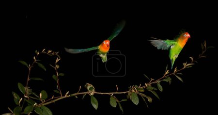 Foto de Amorcito de Fischer, agapornis fischeri, Pareja de pie en la rama, despegando, en vuelo - Imagen libre de derechos