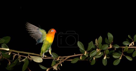 Photo for Fischer's Lovebird, agapornis fischeri, Adult standing on Branch, taking off, in flight - Royalty Free Image