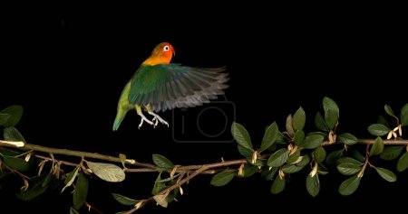 Foto de Inseparable de Fischer, agapornis fischeri, adulto de pie en la rama, despegando, en vuelo - Imagen libre de derechos