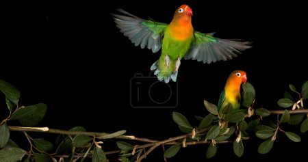 Photo for Fischer's Lovebird, agapornis fischeri, Pair standing on Branch, taking off, in flight - Royalty Free Image