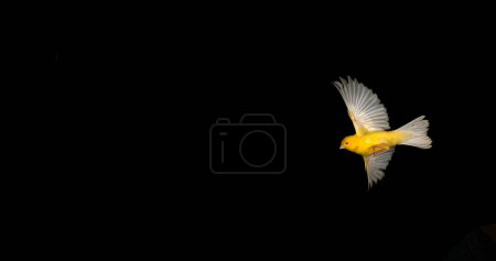 Photo for Yellow Canary, serinus canaria, Adult in flight against Black Background - Royalty Free Image