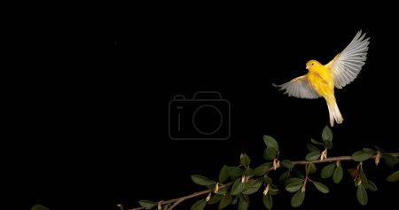 Photo for Yellow Canary, serinus canaria, Adult in flight against Black Background - Royalty Free Image