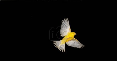 Téléchargez les photos : Canari jaune, serinus canaria, Adulte en fuite sur fond noir - en image libre de droit