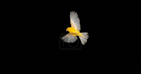 Téléchargez les photos : Canari jaune, serinus canaria, Adulte en fuite sur fond noir - en image libre de droit