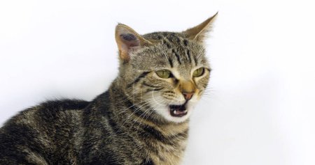 Téléchargez les photos : Brown Tabby Domestic Cat, Portrait of A Pussy Meowing On White Background - en image libre de droit