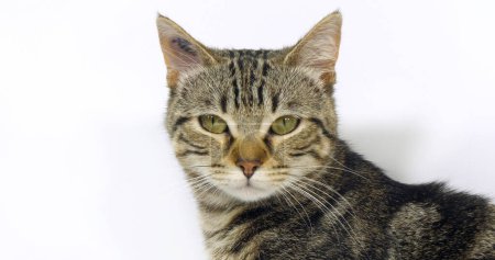 Téléchargez les photos : Brown Tabby Domestic Cat, Portrait of A Pussy On White Background - en image libre de droit