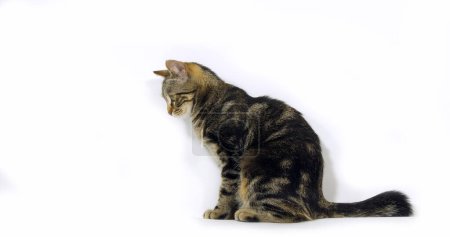 Téléchargez les photos : Brown Tabby Domestic Cat, Pussy On White Background - en image libre de droit
