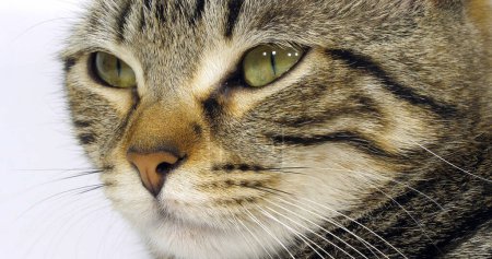 Foto de Brown Tabby Domestic Cat, Portrait of A Pussy On White Background, Close up of Eyes - Imagen libre de derechos
