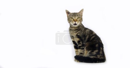Photo for Brown Tabby Domestic Cat, Pussy On White Background - Royalty Free Image